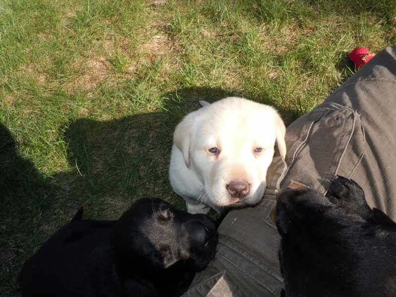 Pigeon River Labrador Puppies